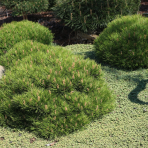 Borovica horská (Pinus mugo) ´MARIE BREGEON® ´ – výška 20-30 cm, ⌀ 30 cm, kont. C5L